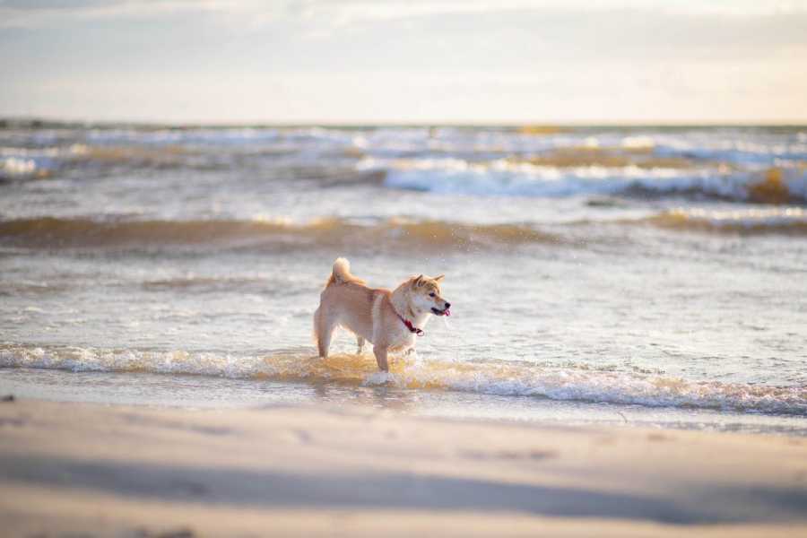 Die Top-Hundestrände Italiens