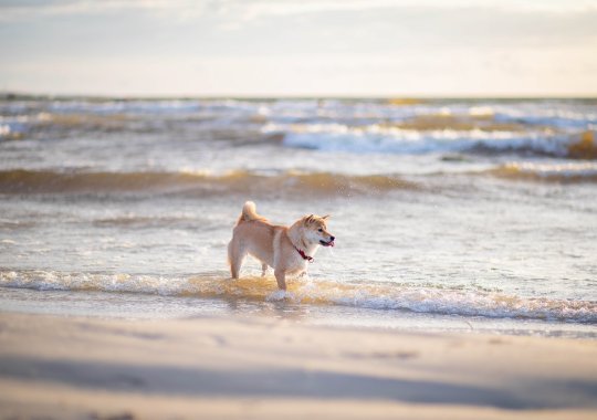 Die Top-Hundestrände Italiens